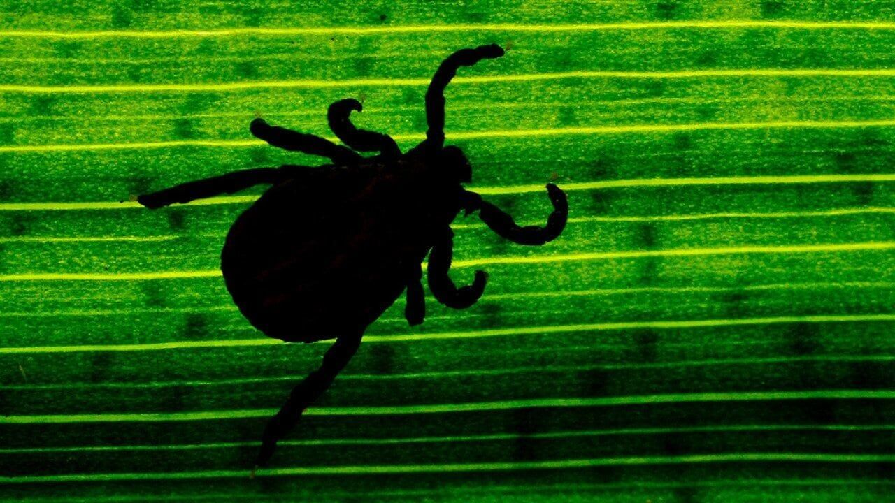 Tick populations have surged in the Northeast. Here’s how to keep you and your pets safe this summer.